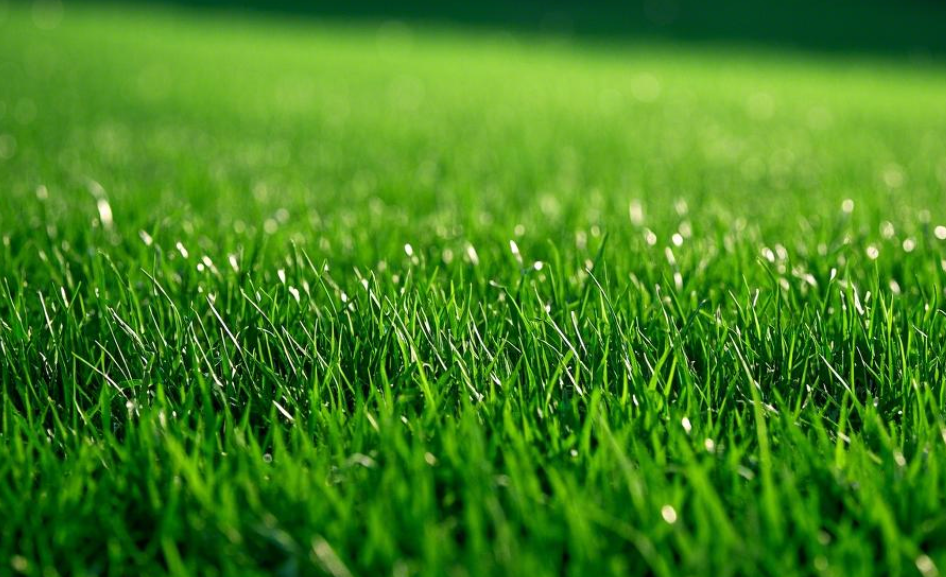 1739261294769998.png 人工草坪