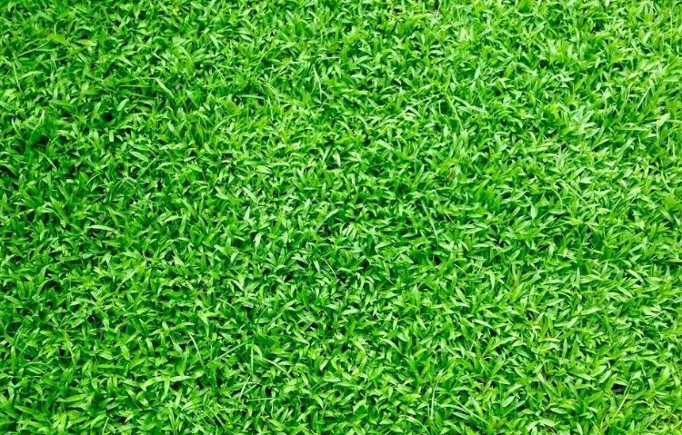 仿真草坪